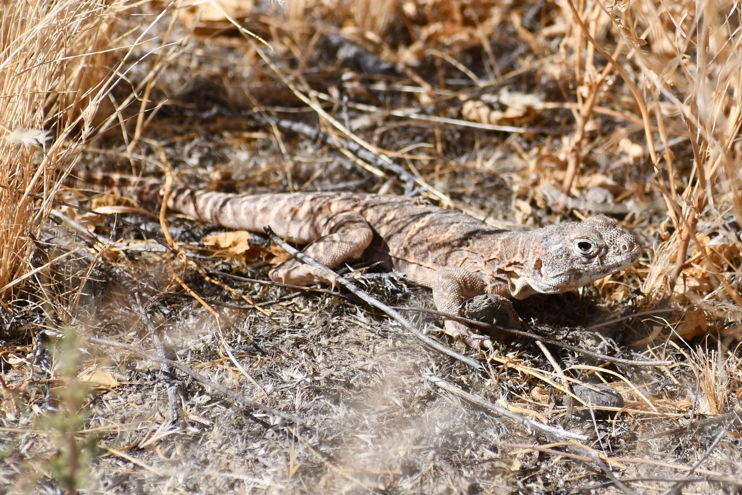 Blunt-nosed Leopard Lizard_Antelope Plains 2020-06-10 019