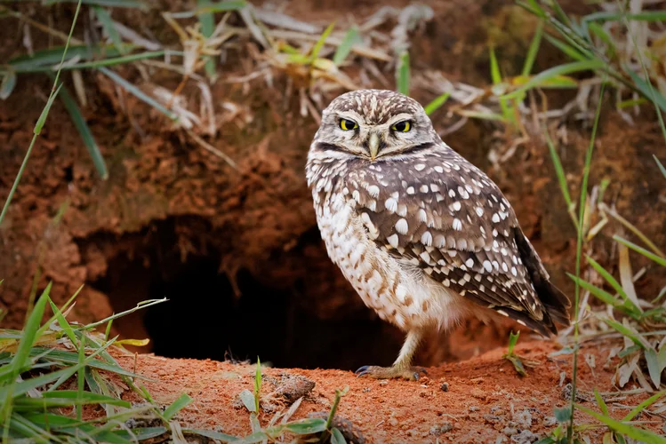 Burrowing Owl (3)
