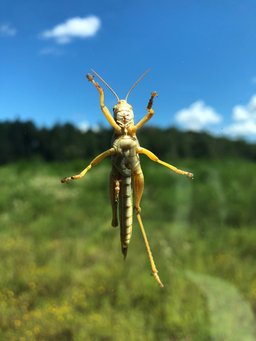 Grasshopper by Ryan Basinger