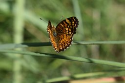 Maresa Scofield Kings River CA butterfly - Copy