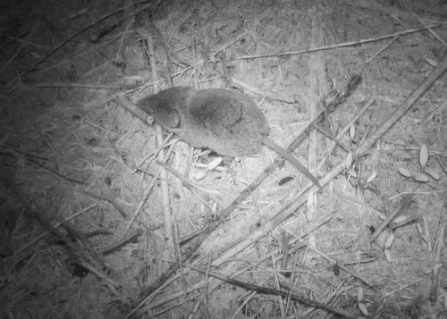 Shrew_2024_trailcam2_EDITED