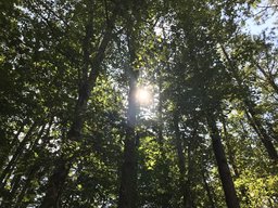SunThroughTrees