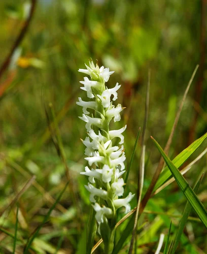 Ute Ladies' tresses orchid