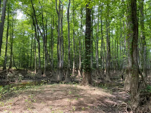 Water mark on trees