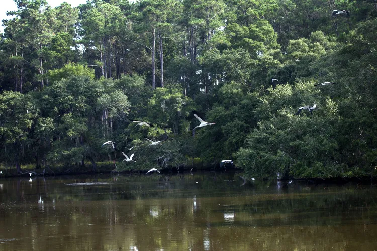 Birds_Point Farm