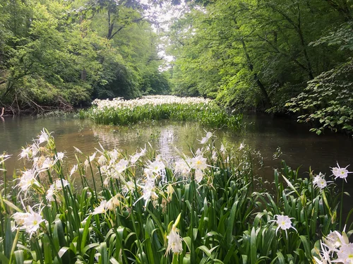 river with Cahaba lillies_edited