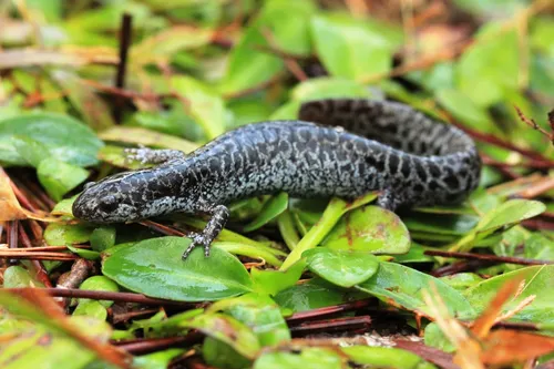 usfws-frosted-flatwoods-salamander-st-marks-refuge-large